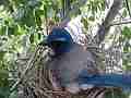 Scrub Jay chick head sticking out under female V17814 Cat.#V17814, 1920x1080 H.264/MPEG-4 AVC, 20 sec. at 30fps 