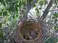 Scrub Jay chicks squirming in nest  V17819 Cat.#V17819, 1920x1080 H.264/MPEG-4 AVC, 17 sec. at 30fps 