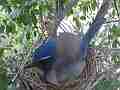Scrub Jay female sits on chicks wiggles a lot V17824 Cat.#V17824, 1920x1080 H.264/MPEG-4 AVC, 13 sec. at 30fps 