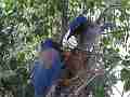 Scrub Jay pair feeding male leaves female sits V17826 Cat.#V17826, 1920x1080 H.264/MPEG-4 AVC, 45 sec. at 30fps 