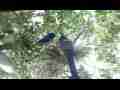 Scrub Jay female in nest looking around big yawn wide view V17668 Cat.#V17668, 1920x1080 H.264/MPEG-4 AVC, 19 sec. at 30fps 
