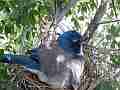 Scrub Jay female in nest with chick head sticking out V17868 Cat.#V17868, 1920x1080 H.264/MPEG-4 AVC, 6 sec. at 30fps 