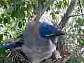Scrub Jay female in nest with chick heads sticking out V17870 Cat.#V17870, 1920x1080 H.264/MPEG-4 AVC, 11 sec. at 30fps 