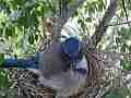 Scrub Jay male returns all feed V17873 Cat.#V17873, 1920x1080 H.264/MPEG-4 AVC, 34 sec. at 30fps 