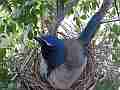 Scrub Jay male returns all feed V17876 Cat.#V17876, 1920x1080 H.264/MPEG-4 AVC, 33 sec. at 30fps 