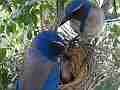 Scrub Jay male eats poop pair leaves V17877 Cat.#V17877, 1920x1080 H.264/MPEG-4 AVC, 22 sec. at 30fps 