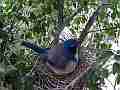 Scrub Jay male leaves female with squirming chck V17880 Cat.#V17880, 1920x1080 H.264/MPEG-4 AVC, 19 sec. at 30fps 