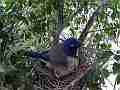 Scrub Jay female in nest with chick heads sticking out V17882 Cat.#V17882, 1920x1080 H.264/MPEG-4 AVC, 12 sec. at 30fps 