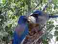 Scrub Jay male returns all feed goov view male leaves V17889 Cat.#V17889, 1920x1080 H.264/MPEG-4 AVC, 35 sec. at 30fps 