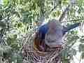 Scrub Jay female examines nest sits V17890 Cat.#V17890, 1920x1080 H.264/MPEG-4 AVC, 31 sec. at 30fps 