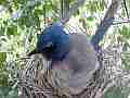 Scrub Jay female in nest with chick heads sticking out V17891 Cat.#V17891, 1920x1080 H.264/MPEG-4 AVC, 12 sec. at 30fps 