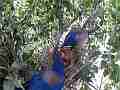 Scrub Jay male returns quick feeding V17896 Cat.#V17896, 1920x1080 H.264/MPEG-4 AVC, 39 sec. at 30fps 