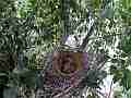 Scrub Jay female returns to nest looks around wide view V17900 Cat.#V17900, 1920x1080 H.264/MPEG-4 AVC, 28 sec. at 30fps 