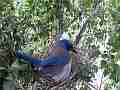 Scrub Jay female sits in breezy nest V17901 Cat.#V17901, 1920x1080 H.264/MPEG-4 AVC, 19 sec. at 30fps 