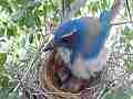 Scrub Jay female sits on begging chicks V17904 Cat.#V17904, 1920x1080 H.264/MPEG-4 AVC, 12 sec. at 30fps 