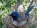 Scrub Jay female in nest light rian falling V17905 Cat.#V17905, 1920x1080 H.264/MPEG-4 AVC, 11 sec. at 30fps 