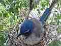 Scrub Jay female on nest in light rain V17910 Cat.#V17910, 1920x1080 H.264/MPEG-4 AVC, 11 sec. at 30fps 