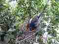 Scrub Jay female checks nest then sits V17914 Cat.#V17914, 1920x1080 H.264/MPEG-4 AVC, 22 sec. at 30fps 