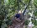 Scrub Jay female on nest as rain increases wide view V17920 Cat.#V17920, 1920x1080 H.264/MPEG-4 AVC, 46 sec. at 30fps 