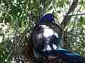 Scrub Jay female on nest with chick begging out side V17925 Cat.#V17925, 1920x1080 H.264/MPEG-4 AVC, 14 sec. at 30fps 