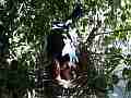 Scrub Jay female standing over begging chicks V17935 Cat.#V17935, 1920x1080 H.264/MPEG-4 AVC, 19 sec. at 30fps 