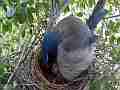 Scrub Jay female pecking around chicks squirming under her V17937 Cat.#V17937, 1920x1080 H.264/MPEG-4 AVC, 15 sec. at 30fps 