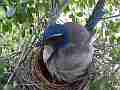 Scrub Jay female pecking around under her V17938 Cat.#V17938, 1920x1080 H.264/MPEG-4 AVC, 15 sec. at 30fps 