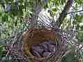 Scrub Jay chicks squirming a little in vacant nest V17940 Cat.#V17940, 1920x1080 H.264/MPEG-4 AVC, 30 sec. at 30fps 