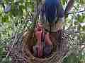 Scrub Jay female returns chicks beg female sits V17941 Cat.#V17941, 1920x1080 H.264/MPEG-4 AVC, 27 sec. at 30fps 