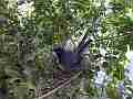 Scrub Jay female sitting in windy nest V17942 Cat.#V17942, 1920x1080 H.264/MPEG-4 AVC, 15 sec. at 30fps 