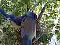 Scrub Jay afterfeeding both leave V17944 Cat.#V17944, 1920x1080 H.264/MPEG-4 AVC, 11 sec. at 30fps 