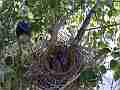 Scrub Jay female arrives and sits in windy nest V17945 Cat.#V17945, 1920x1080 H.264/MPEG-4 AVC, 22 sec. at 30fps 