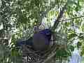 Scrub Jay female in breezy nest male arrives V17946 Cat.#V17946, 1920x1080 H.264/MPEG-4 AVC, 42 sec. at 30fps 