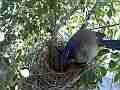 Scrub Jay female pokes nest and sits in big wind gust V17948 Cat.#V17948, 1920x1080 H.264/MPEG-4 AVC, 24 sec. at 30fps 