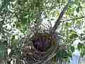 Scrub Jay chicks squirming in breezy nest (traffic noise) V17949 Cat.#V17949, 1920x1080 H.264/MPEG-4 AVC, 11 sec. at 30fps 