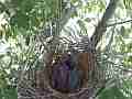 Scrub Jay chicks squirming in windy nest V17950 Cat.#V17950, 1920x1080 H.264/MPEG-4 AVC, 14 sec. at 30fps 