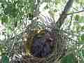 Scrub Jay chicks squirming in nest (traffic jay noise) V17952 Cat.#V17952, 1920x1080 H.264/MPEG-4 AVC, 9 sec. at 30fps 