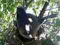 Scrub Jay male returns all feed male eats poop and leaves V17959 Cat.#V17959, 1920x1080 H.264/MPEG-4 AVC, 52 sec. at 30fps 