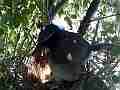 Scrub Jay male returns all feed both leave V17962 Cat.#V17962, 1920x1080 H.264/MPEG-4 AVC, 42 sec. at 30fps 
