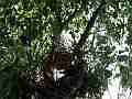Scrub Jay pair returns all feed male leaves windy (traffic) V17964 Cat.#V17964, 1920x1080 H.264/MPEG-4 AVC, 34 sec. at 30fps 