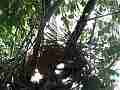 Scrub Jay chicks resting panting in nest V17967 Cat.#V17967, 1920x1080 H.264/MPEG-4 AVC, 9 sec. at 30fps 