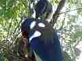 Scrub Jay chicks resting panting in nest pair returns (traffic) V17970 Cat.#V17970, 1920x1080 H.264/MPEG-4 AVC, 14 sec. at 30fps 