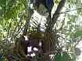 Scrub Jay male leave after feeding female remain over resting chicks V17972 Cat.#V17972, 1920x1080 H.264/MPEG-4 AVC, 21 sec. at 30fps 