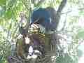 Scrub Jay female shades squirming chicks V17974 Cat.#V17974, 1920x1080 H.264/MPEG-4 AVC, 21 sec. at 30fps 