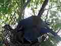 Scrub Jay female shades squirming chicks adjusts nest V17985 Cat.#V17985, 1920x1080 H.264/MPEG-4 AVC, 17 sec. at 30fps 