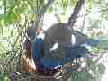 Scrub Jay female shades resting chicks V17986 Cat.#V17986, 1920x1080 H.264/MPEG-4 AVC, 12 sec. at 30fps 
