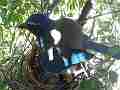 Scrub Jay female shading resting chicks V17989 Cat.#V17989, 1920x1080 H.264/MPEG-4 AVC, 6 sec. at 30fps 