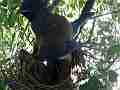 Scrub Jay female shading resting chicks (traffic) V17992 Cat.#V17992, 1920x1080 H.264/MPEG-4 AVC, 7 sec. at 30fps 