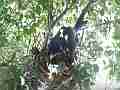 Scrub Jay female shading resting squirming chicks (traffic) V17994 Cat.#V17994, 1920x1080 H.264/MPEG-4 AVC, 15 sec. at 30fps 