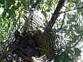 Scrub Jay female returns to nest chicks eye barely open V17997 Cat.#V17997, 1920x1080 H.264/MPEG-4 AVC, 21 sec. at 30fps 